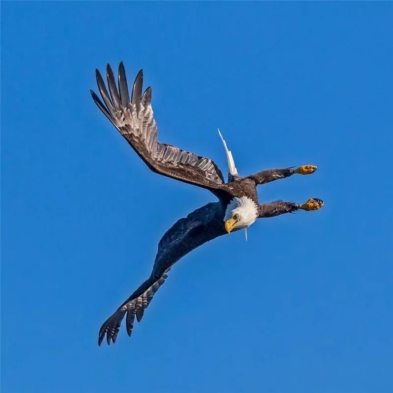 鹰姿风采,英姿飒爽