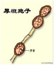 真菌结构图手绘简单清晰,真菌结构和功能的基本单位是什么
