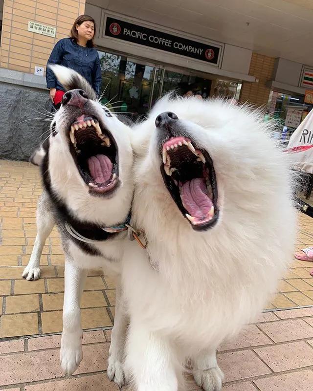 二哈碰到一群萨摩耶,二哈碰到萨摩