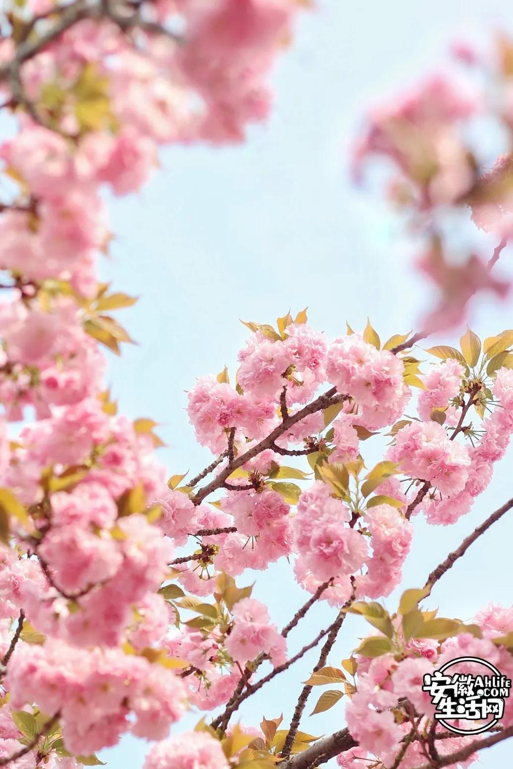 合肥最美的春天景点,合肥春天有哪些好玩的景点