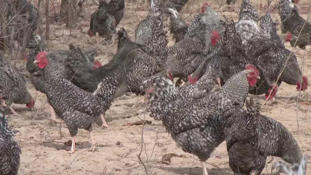 新春走基层老百姓心里踏实了,新春走基层扶贫暖人心