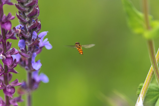 100首春天唯美经典诗词,描写春天花的优美句子诗词