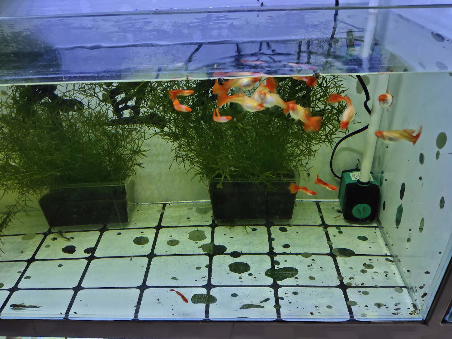 鱼缸正常水色,鱼缸出现褐藻说明水质如何