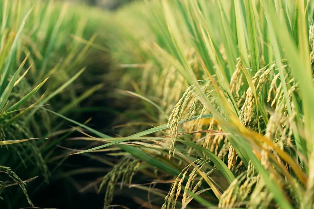 苏沧桑作品,苏沧桑小说