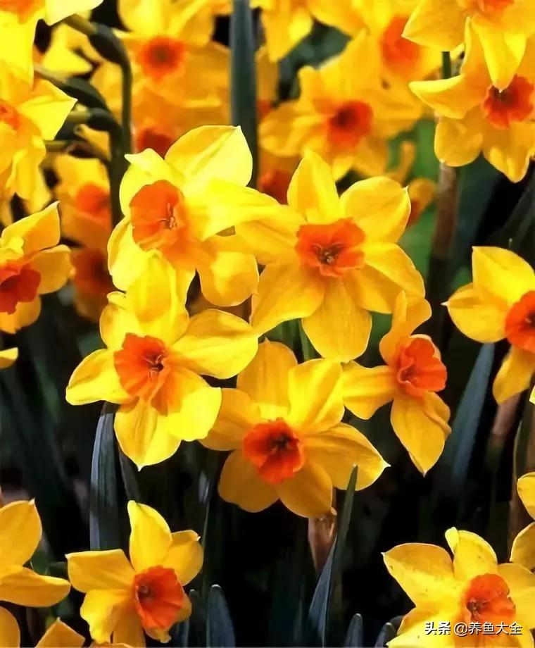 一至十二月的花期,12月到2月份的花期