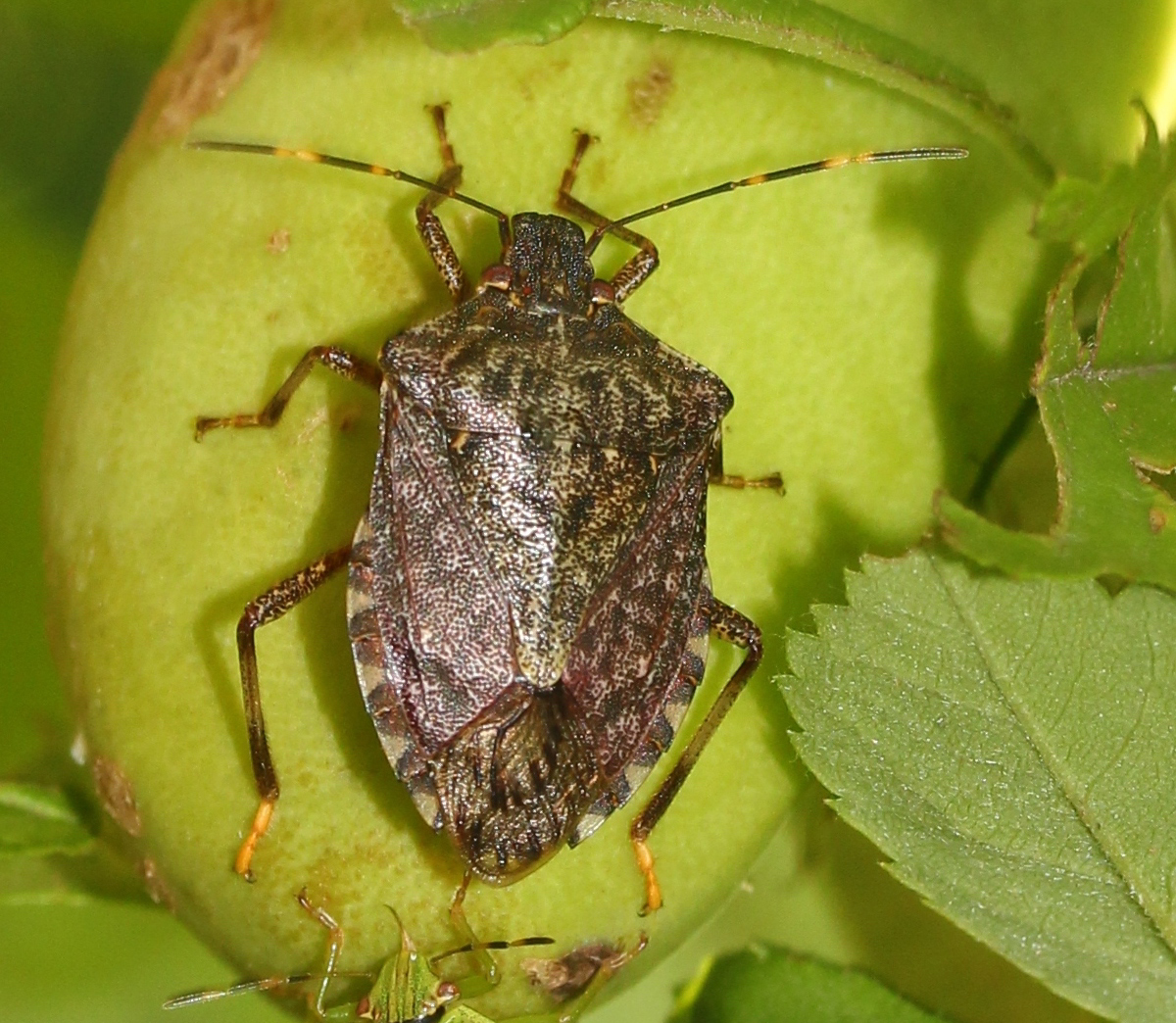 臭大姐特别多怎么回事,臭屁虫图片能吃吗
