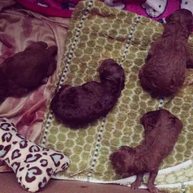 养狗记合集,养狗记28完整版