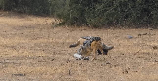 “非洲乱不乱，平头哥说了算”———蜜獾