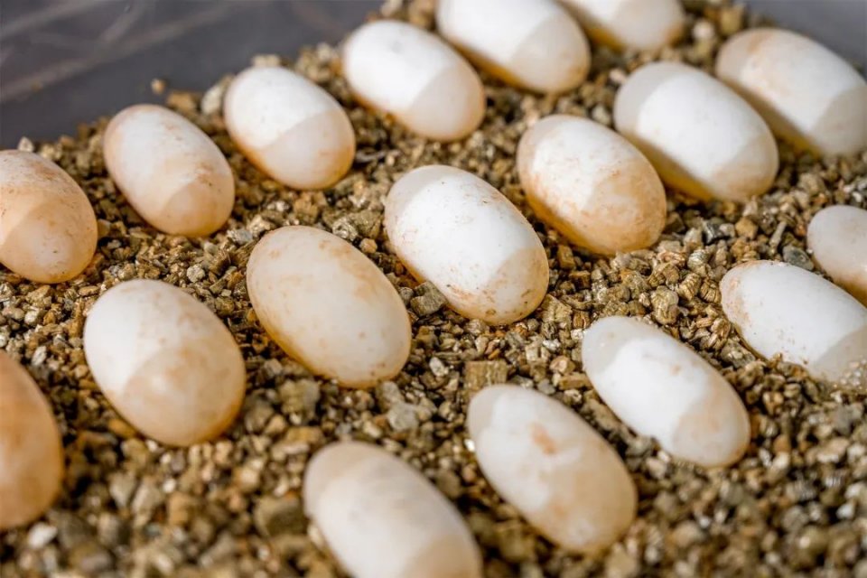 纯手工制作美食甜品,网红甜品推荐前十名制作方法