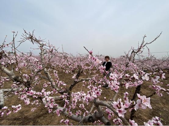 潍坊安丘：十万亩桃花盛开待客来