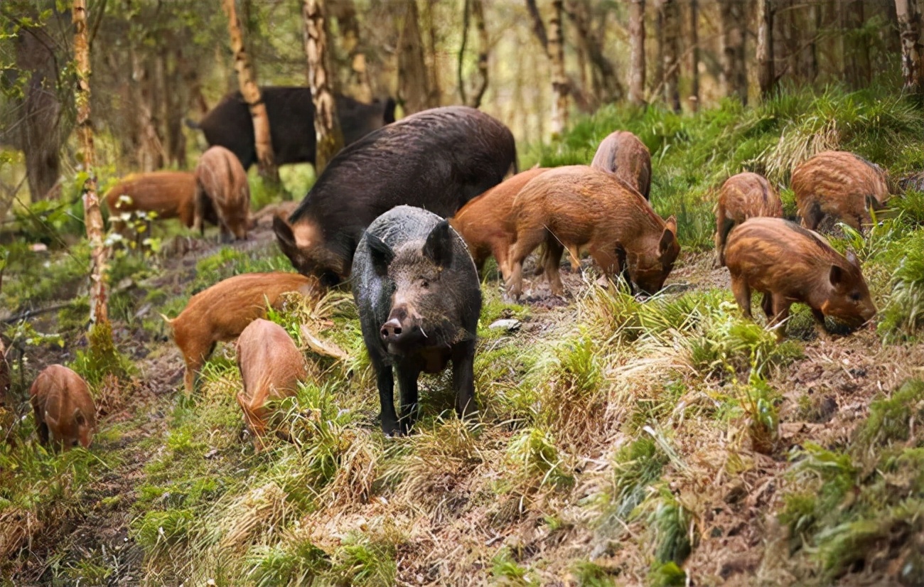 捕杀一头野猪要判多少年,野猪泛滥成灾国外的猎人捕猎野猪