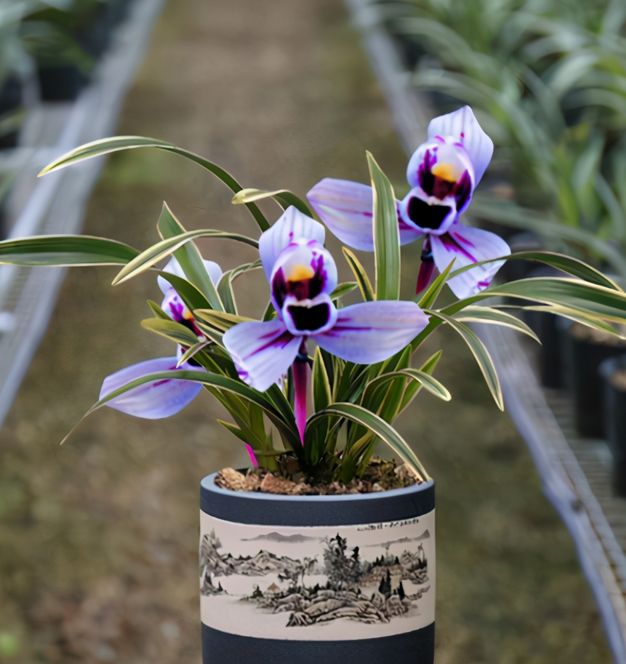 超级好养的荷瓣兰,兰花莲瓣兰金边品种