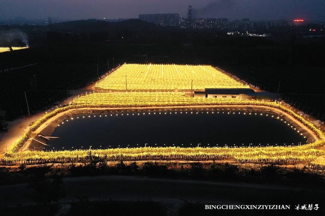 附近的火龙果采摘园海南,海南火龙果采摘