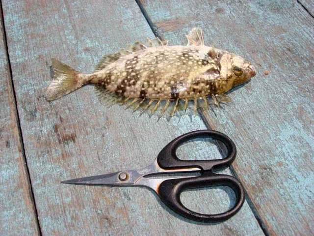 海边一种小不丁点大的泥猛鱼，刺得龇牙咧嘴，腹内有一股特殊的臭