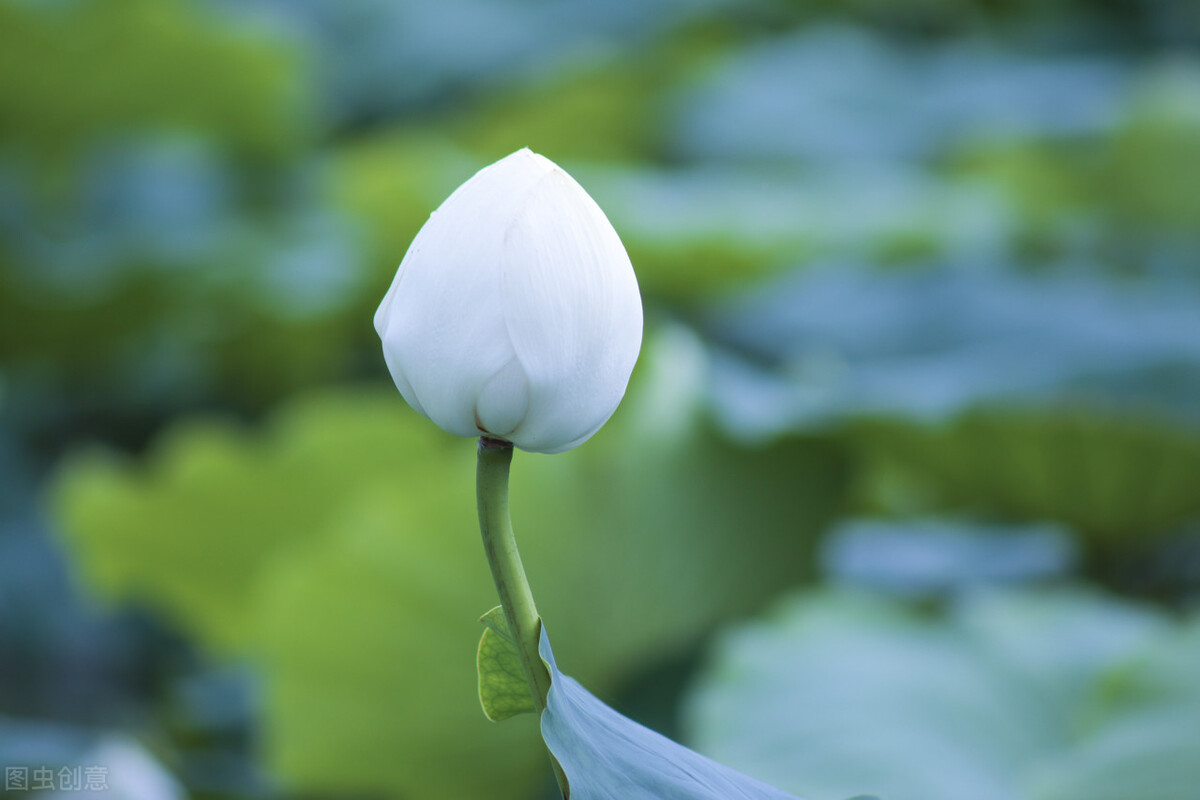 棠梨煎雪，芳华待灼，愿世间所有美好，都与你不期而遇