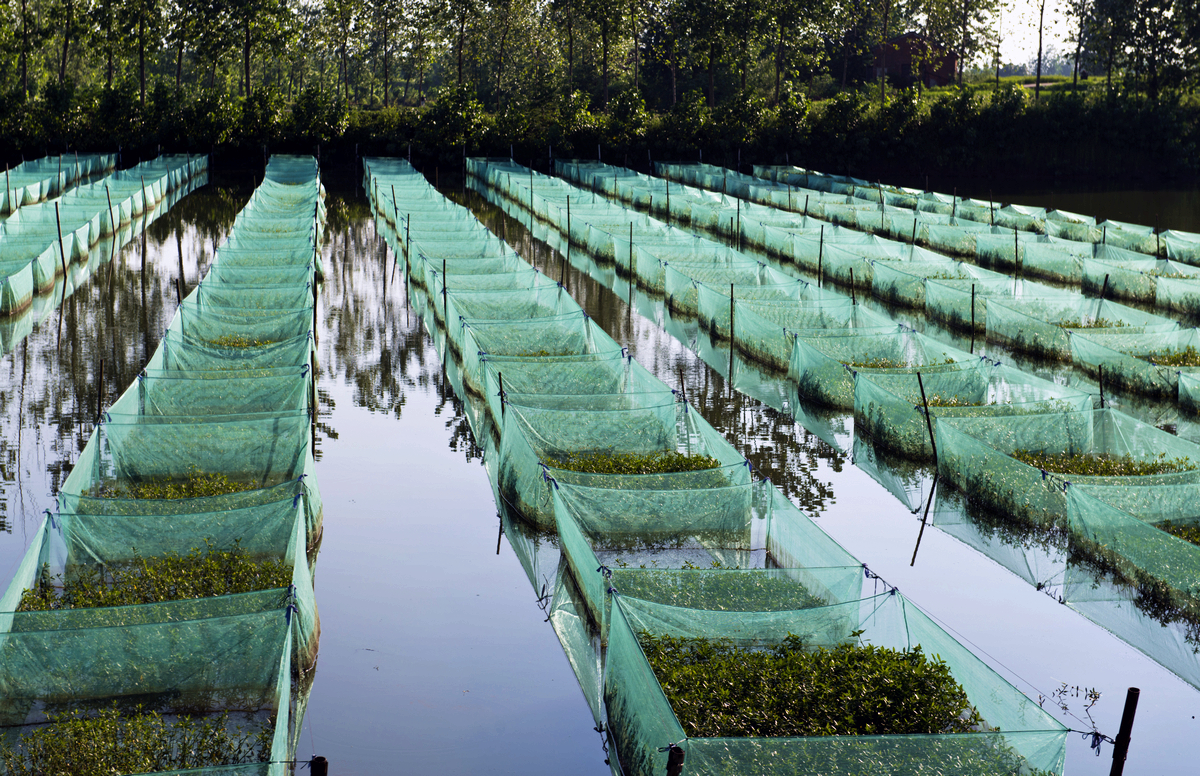 黄鳝疾病防治措施,防治黄鳝疾病用什么药