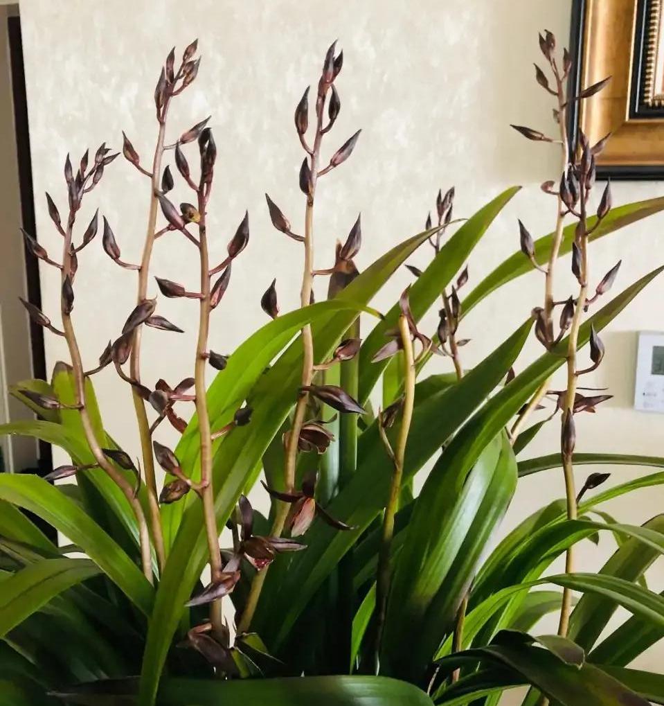 什么兰花最好养又香又好看,推荐几款香味俱全好养的兰花