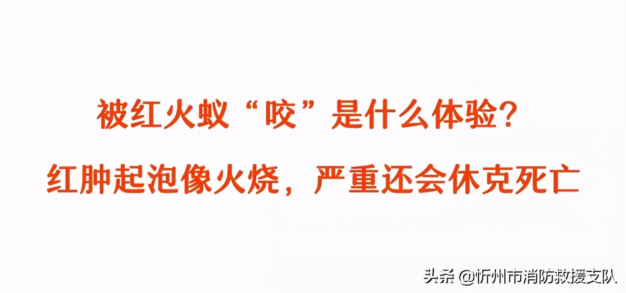 食人蚁袭击人类,一口气看完食人蚁袭击人类