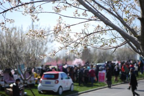 青岛樱花小镇,青岛网红小镇
