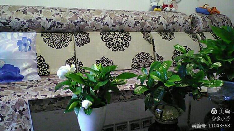 栀子花开舞蹈视频,栀子花开何炅