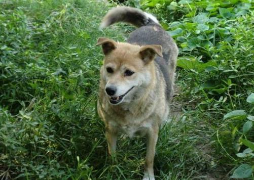 盘点7种出名的中华田园犬,颜值高的几种中华田园犬