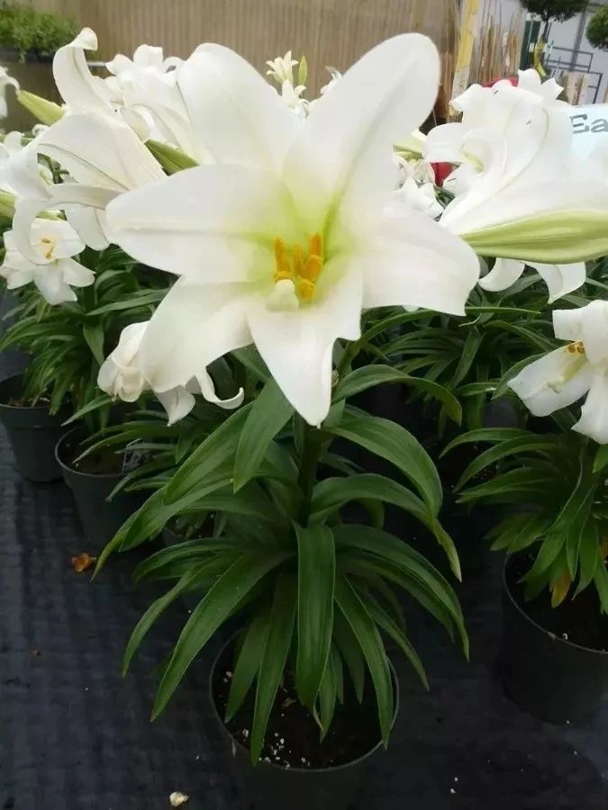 百合开败了怎么可以继续开花,盆栽百合开败了多久才能再发芽