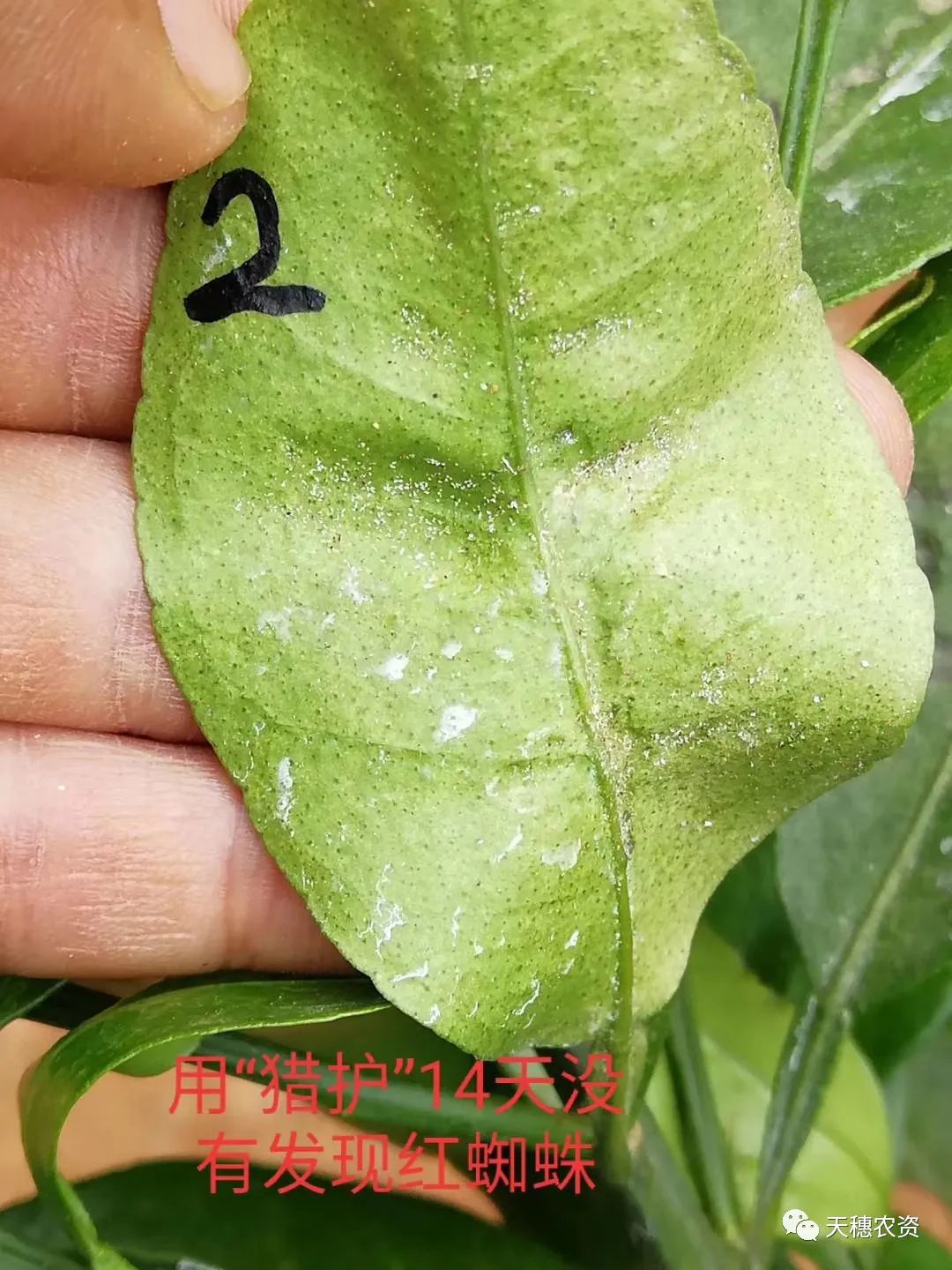 猎护杀虫剂打虫吗,猎护农药