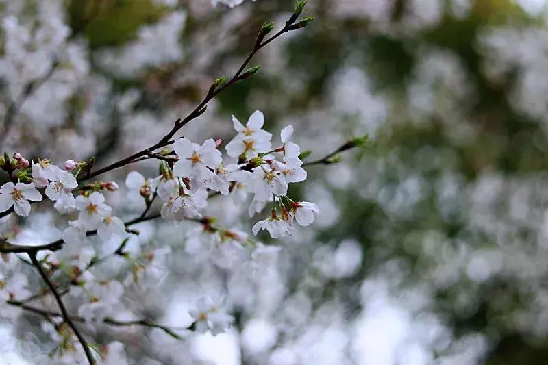 抚州樱花景区,抚州看樱花的地方