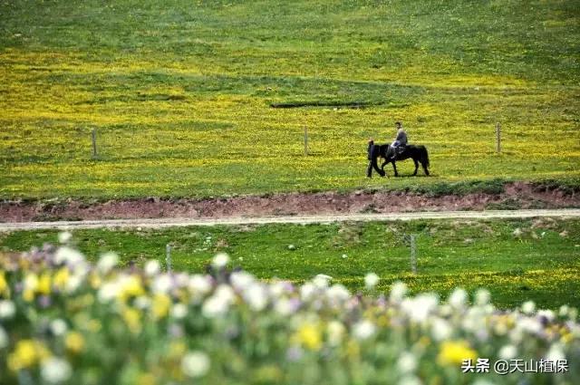 伊犁可克达拉草原,伊犁草原之旅
