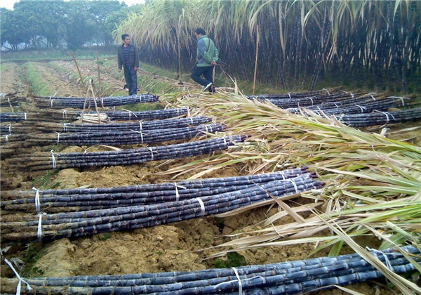 广西2020年黑皮果蔗产量是多少,黑皮甘蔗种植技术和管理技术
