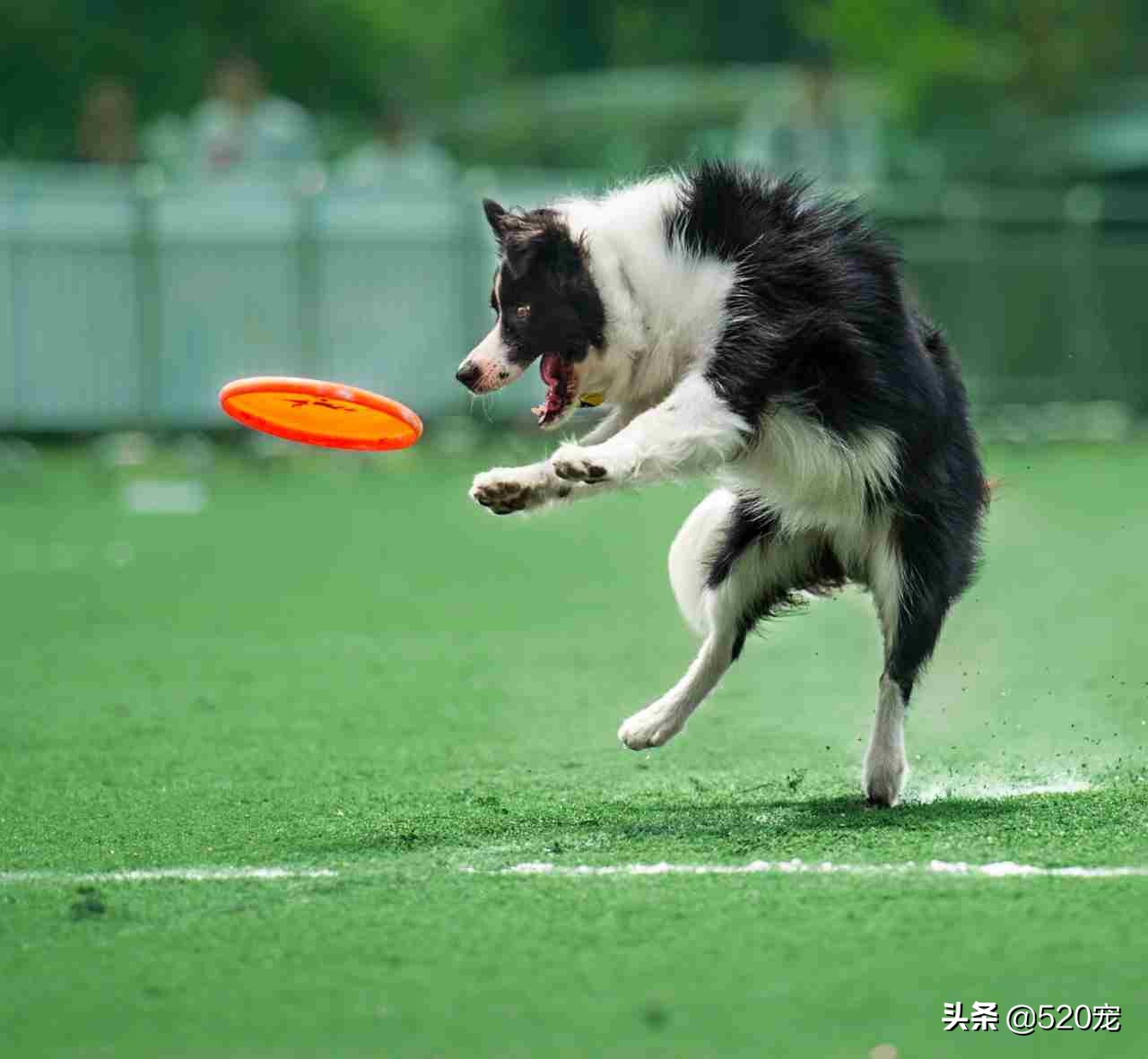 想养一条聪明听话的狗狗,怎么养短腿狗新手入门