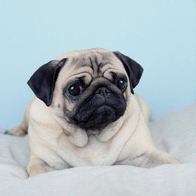 法斗和巴哥哪个好养,新手养法斗和巴哥哪个好养