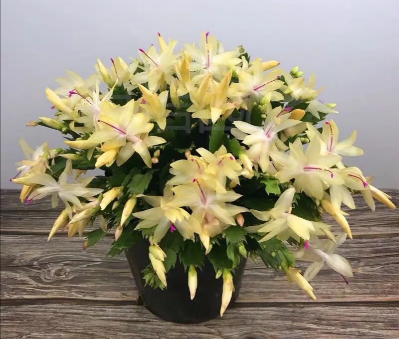 这“38种花”,当你开始收集品种时,你已入坑颇深