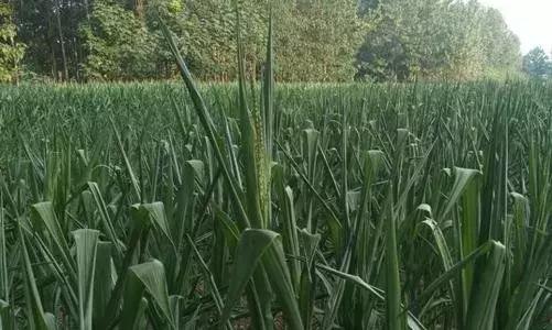 怎么防止玉米受涝害,玉米旱天断垄咋办