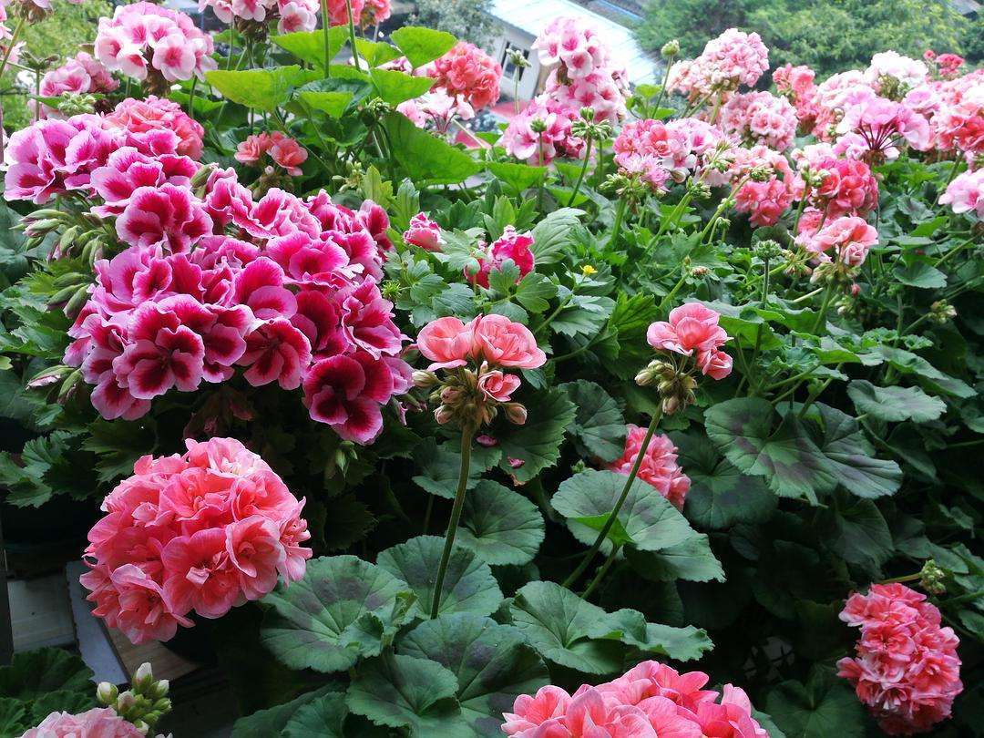 天竺葵小苗好养还是老桩好养,天竺葵老桩怎么养