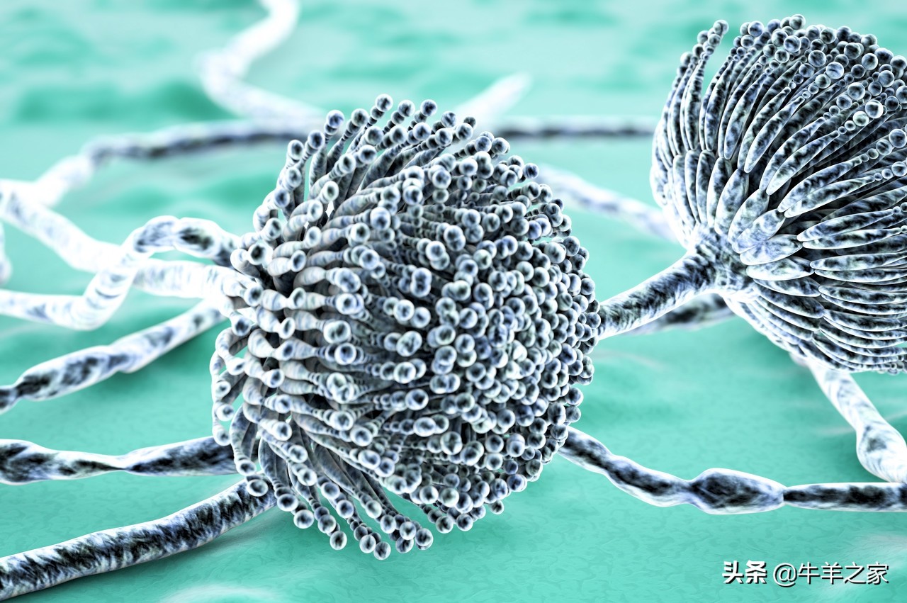 霉变后的草料对羊有多大的危害