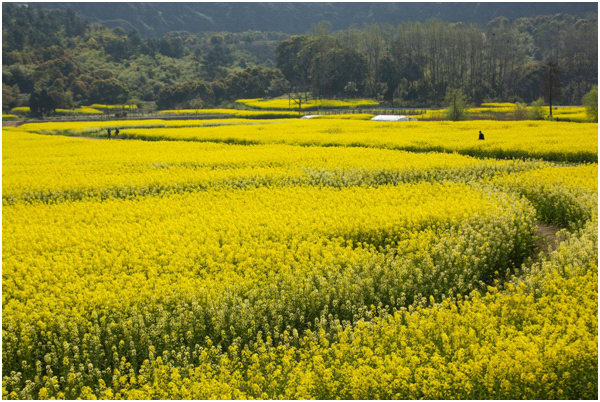 视觉江苏之五:江苏江阴——春风十里,醉美狮山湖!