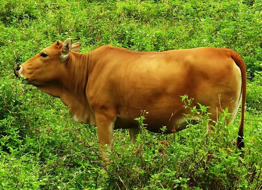 黄牛喂养配方,断奶小黄牛饲喂方法