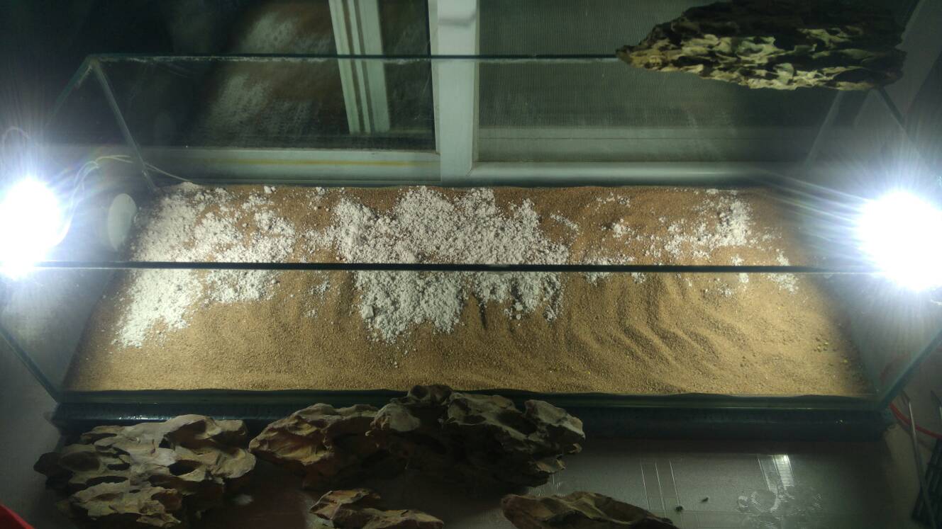 沼泽过滤鱼缸怎么开缸,沼泽缸开缸教程