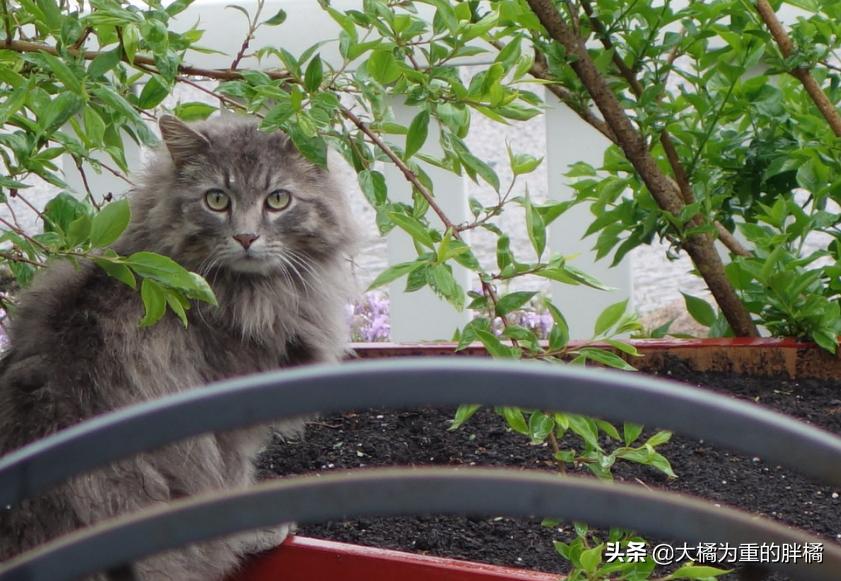 猫咪下雨应激怎么解决呢,为什么猫喜欢看下雨