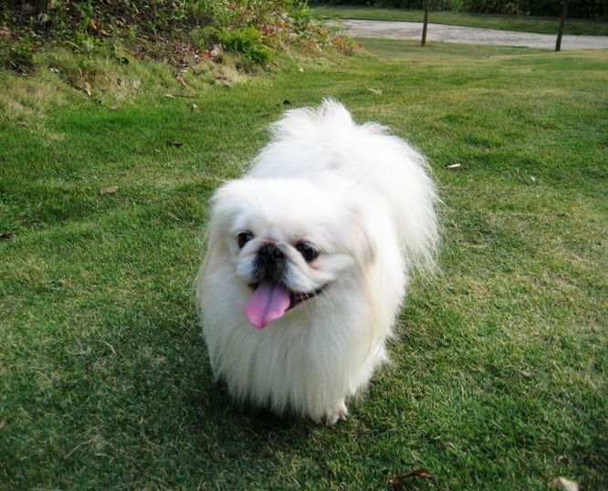 小型犬品种大全及图片柯基犬,不掉毛无体味性格温顺的小型犬