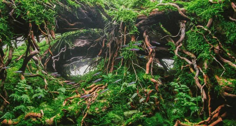 造景如何看起来有层次,十个最好看的造景