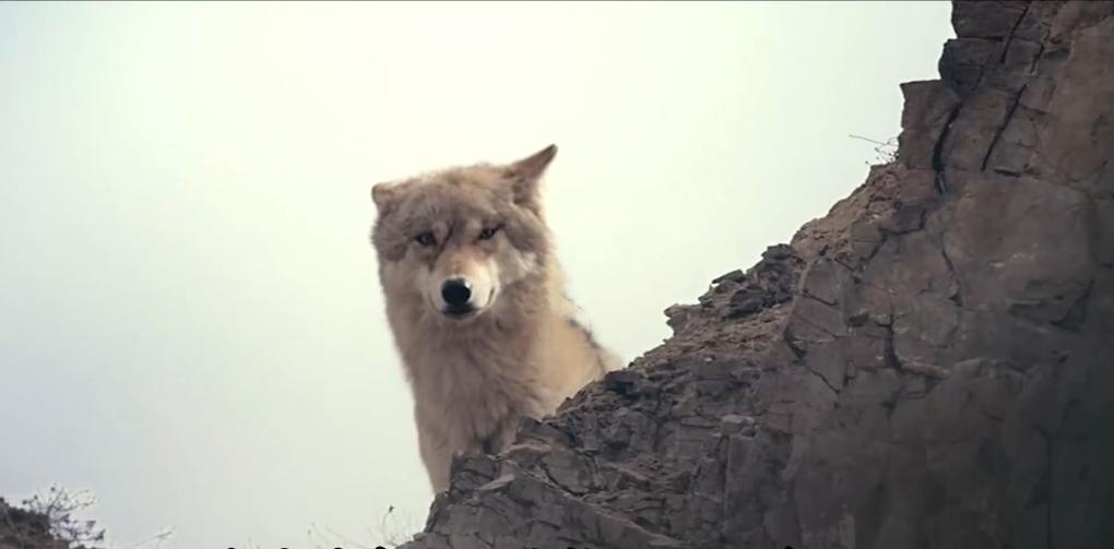 75岁老头被狼群追杀徒手大战狼群,放羊老汉遭遇狼群