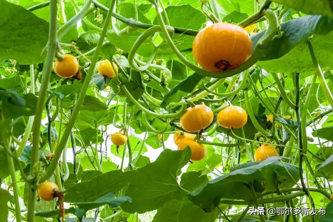 中水上山！东胜这座矿山堪比“花果山”！