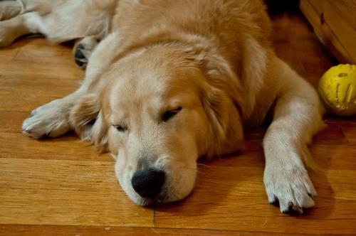 养狗家中常备杀虫药,养狗家庭常备药品你备齐了吗