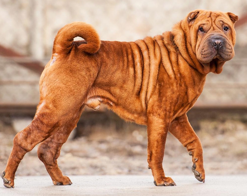 适合老年人养的狗排行榜,适合老人养的狗好养活的品种