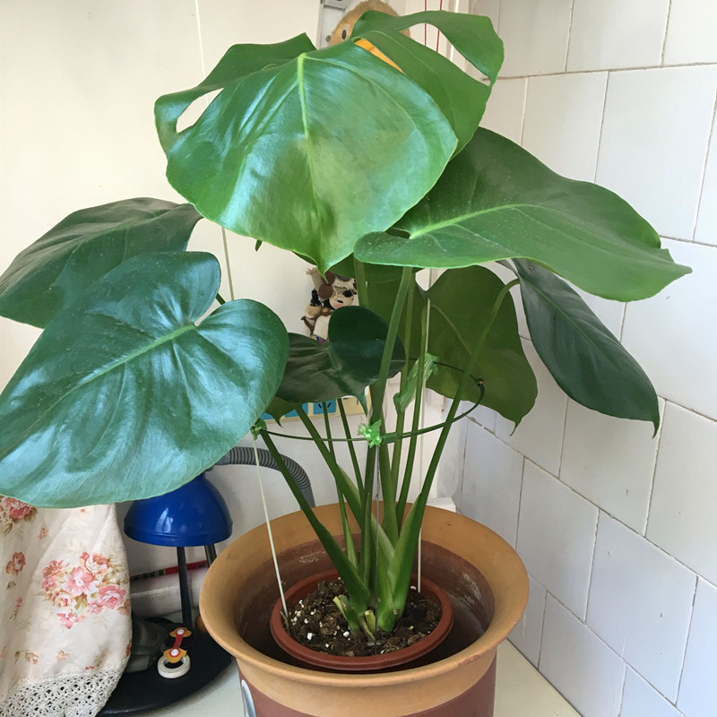 龟背竹叶片发黄原因和处理方法,龟背竹叶片发黄会变回绿色吗