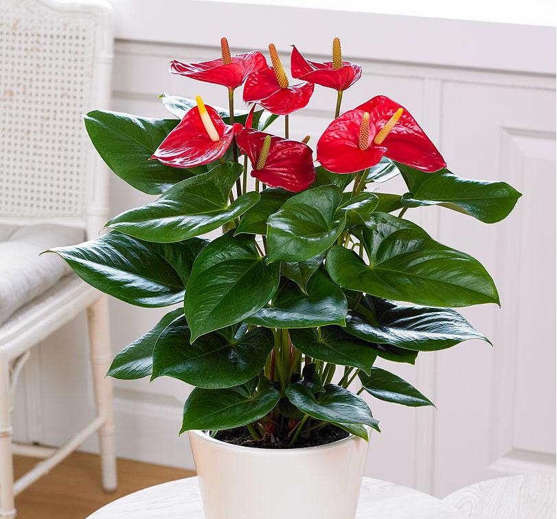 别说你对绿植没有误解，来看看你占哪一条