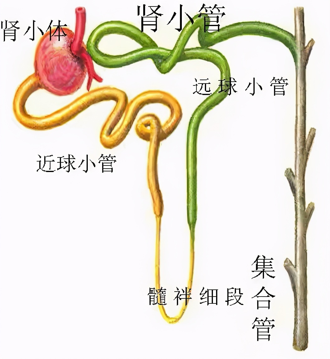 心梗吃达格列净,达格列净除了降糖还有什么作用