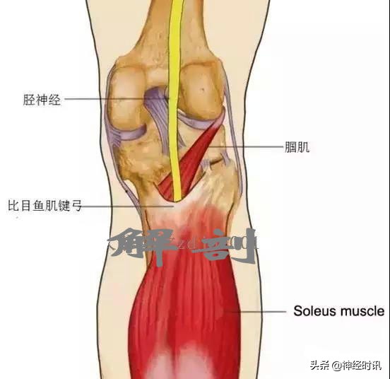 病理脚麻的最快恢复方法,脚麻诊断思路